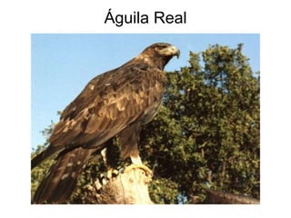 Águila Real