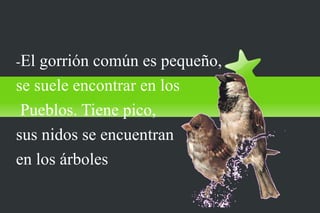 El gorrión común
-El gorrión común es pequeño,
se suele encontrar en los
 Pueblos. Tiene pico,
sus nidos se encuentran
en los árboles
 
