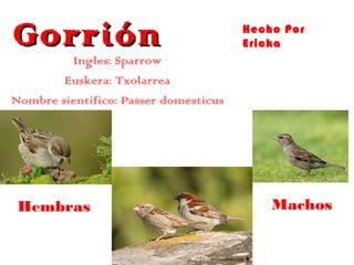 Gorrión

Hecho Por
Ericka

Ingles: Sparrow
Euskera: Txolarrea
Nombre sientifico: Passer domesticus

Hembras

Machos

 