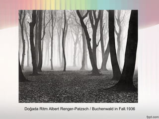 Doğada Ritm Albert Renger-Patzsch / Buchenwald in Fall.1936
 