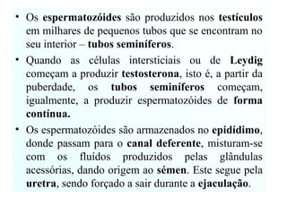 • Os espermatozóides são produzidos nos testículos
em milhares de pequenos tubos que se encontram no
seu interior – tubos seminíferos.
• Quando as células intersticiais ou de Leydig
começam a produzir testosterona, isto é, a partir da
puberdade, os tubos seminíferos começam,
igualmente, a produzir espermatozóides de forma
contínua.
• Os espermatozóides são armazenados no epidídimo,
donde passam para o canal deferente, misturam-se
com os fluídos produzidos pelas glândulas
acessórias, dando origem ao sémen. Este segue pela
uretra, sendo forçado a sair durante a ejaculação.
 