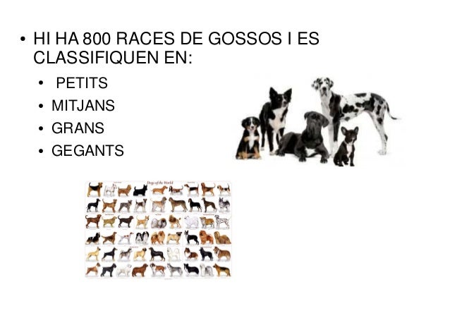 Gossos