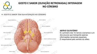 GOSTO E SABOR (OLFAÇÃO RETRONASAL) INTERAGEM
NO CÉREBRO
NERVO OLFATÓRIO
É o primeiro dos 12 nervos cranianos e um
dos poucos que transporta apenas
informações sensoriais especiais.
É responsável pelo sentido do olfato.
 GOSTO E SABOR TEM SUA INTERAÇÃO NO CÉREBRO
 