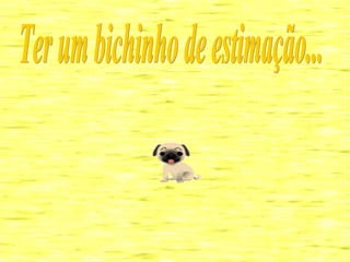 Ter um bichinho de estimação... 