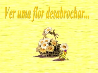 Ver uma flor desabrochar... 