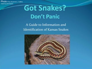Photo © by Suzanne L. Collins
Used by permission




                                  A Guide to Information and
                                Identification of Kansas Snakes
 