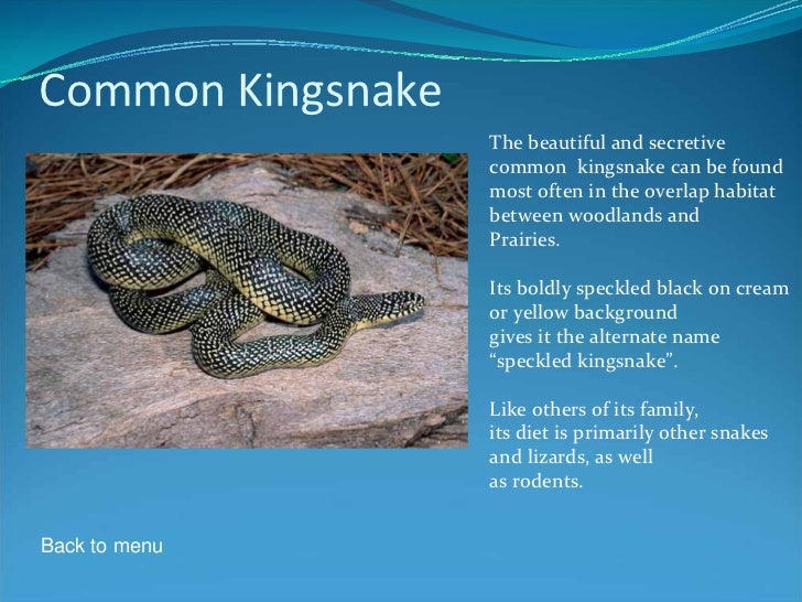 know your kansas snakes 14 728