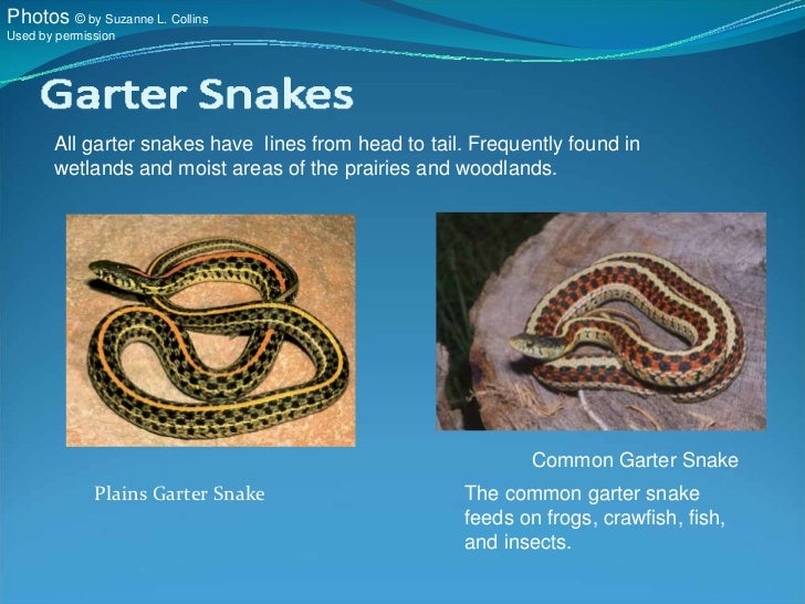 Know Your Kansas Snakes