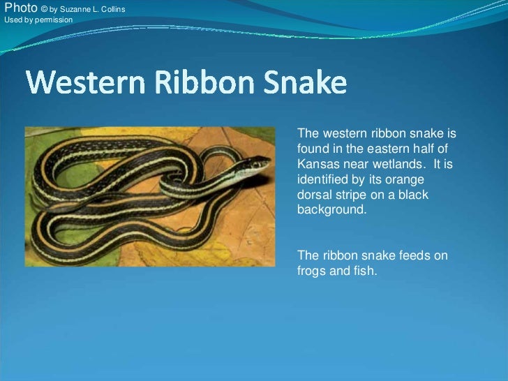 know your kansas snakes kansas snakes