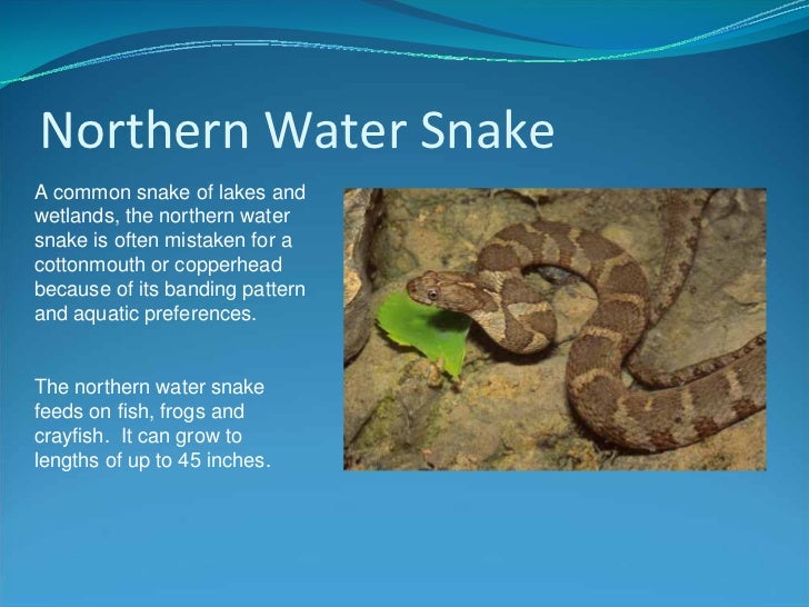 know your kansas snakes snakes in kansas