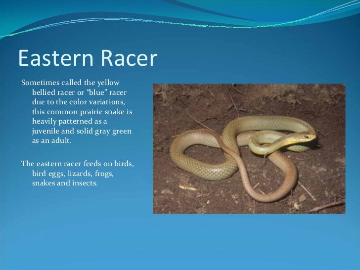 know your kansas snakes snakes in kansas