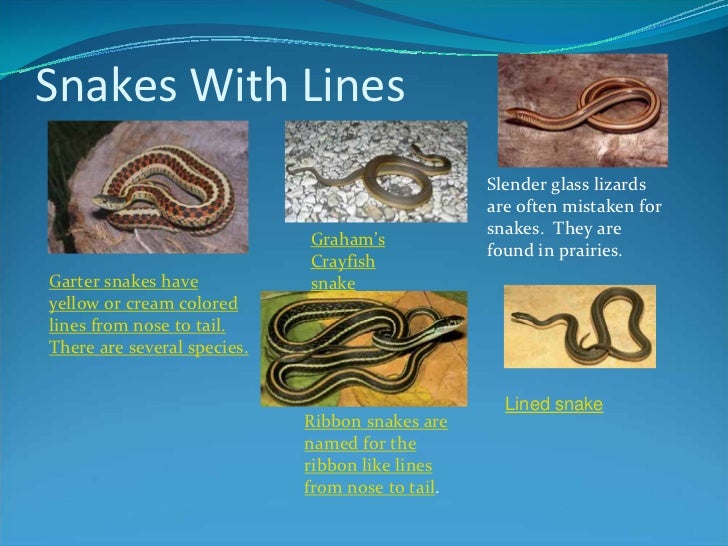 know your kansas snakes kansas snakes