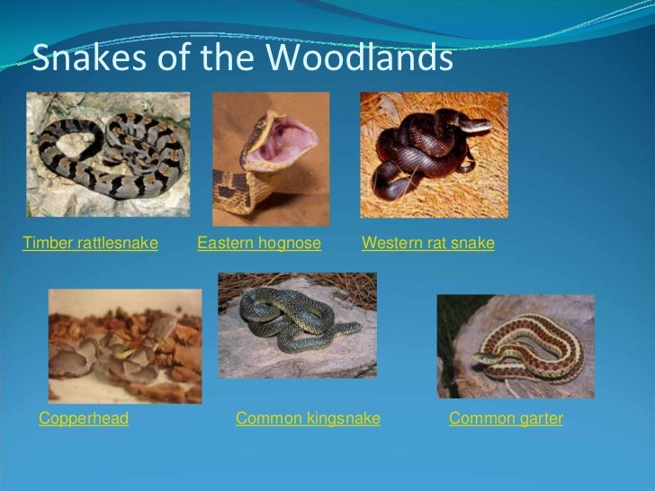 bull snake kansas magdalene project org kansas snakes