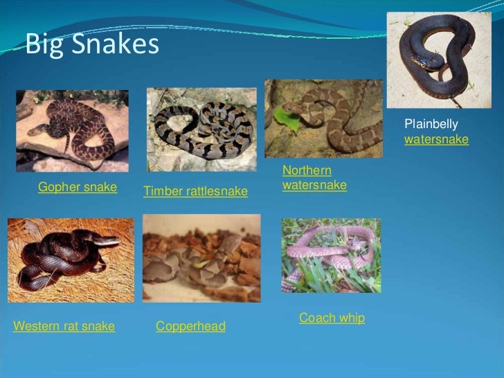 know your kansas snakes snakes in kansas