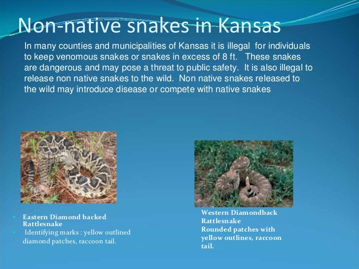 Know Your Kansas Snakes
