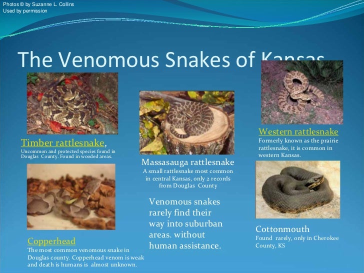 know your kansas snakes snakes in kansas