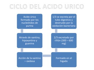 Acido úrico
formado por los
nucleótidos de
purina
Através de xantina,
hipoxantina y
guanina
Acción de la xantino
– oxidasa
Formado en el
hígado
2/3 excretado por
riñón (300 – 600
mg)
1/3 se excreta por el
tubo digestivo y
destruido por la
oxidación bacteriana
 