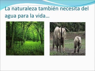 La naturaleza también necesita del agua para la vida… 