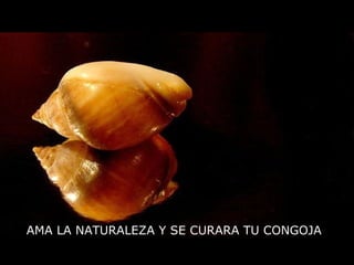 AMA LA NATURALEZA Y SE CURARA TU CONGOJA
 