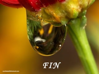 [email_address] FIN 