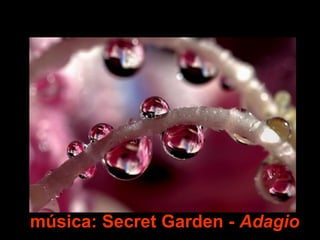 música: Secret Garden - Adagio
 