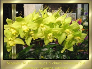 Ninguém te exige sejas a chuva volumosa que abastece lavouras inteiras. 