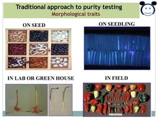 Traditional approach to purity testing
Morphological traits
ON SEED ON SEEDLING
IN FIELDIN LAB OR GREEN HOUSE
 
