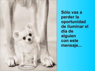 Sólo vas a perder la oportunidad  de iluminar el día de alguien  con este mensaje... 