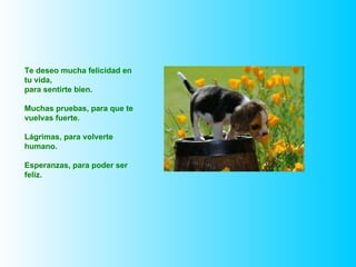 Te deseo mucha felicidad en tu vida,  para sentirte bien. Muchas pruebas, para que te vuelvas fuerte. Lágrimas, para volverte humano. Esperanzas, para poder ser feliz. 