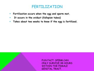 FERTILIZATION
   Fertilization occurs when the egg and sperm met.
   It occurs in the oviduct (fallopian tubes)
   Takes about two weeks to know if the egg is fertilized.




                            FUN FACT: SPERM CAN
                            ONLY SURVIVE 48 HOURS
                            WITHIN THE FEMALE
                            GENITAL TRACT.
 