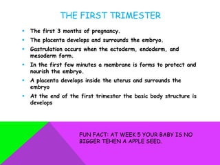 THE FIRST TRIMESTER
   The first 3 months of pregnancy.
   The placenta develops and surrounds the embryo.
   Gastrulation occurs when the ectoderm, endoderm, and
    mesoderm form.
   In the first few minutes a membrane is forms to protect and
    nourish the embryo.
   A placenta develops inside the uterus and surrounds the
    embryo
   At the end of the first trimester the basic body structure is
    develops




                     FUN FACT: AT WEEK 5 YOUR BABY IS NO
                     BIGGER TEHEN A APPLE SEED.
 