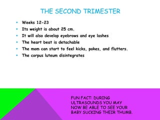 THE SECOND TRIMESTER
   Weeks 12-23
   Its weight is about 25 cm.
   It will also develop eyebrows and eye lashes
   The heart beat is detachable
   The mom can start to feel kicks, pokes, and flutters.
   The corpus luteum disintegrates




                            FUN FACT: DURING
                            ULTRASOUNDS YOU MAY
                            NOW BE ABLE TO SEE YOUR
                            BABY SUCKING THEIR THUMB.
 