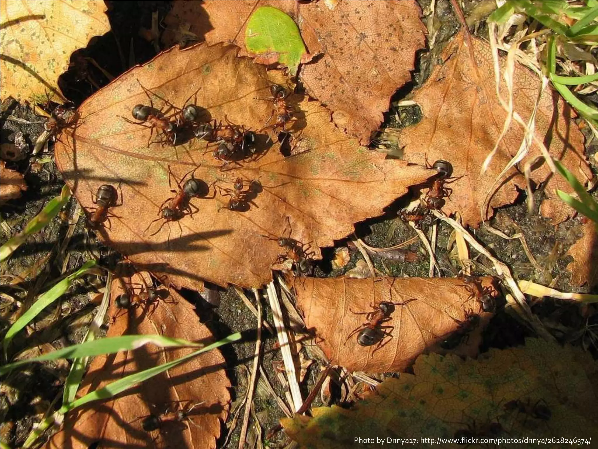 GOTO Copenhagen 2012- @johannakoll   Photo by Dnnya17: http://www.flickr.com/photos/dnnya/2628246374/
 