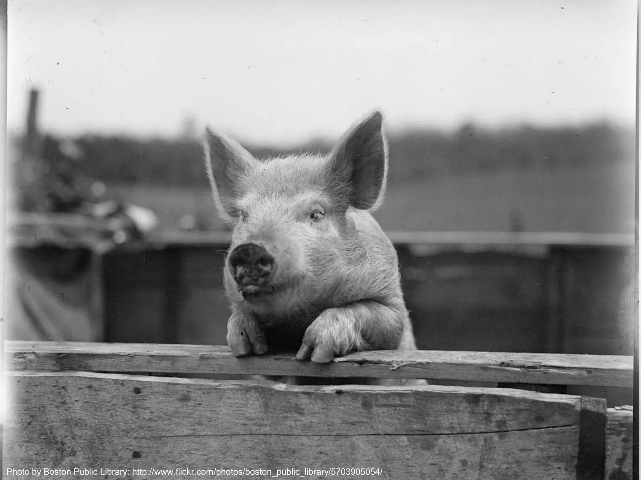 Photo Copenhagen 2012- @johannakoll
GOTOby Boston Public Library: http://www.flickr.com/photos/boston_public_library/5703905054/
 
