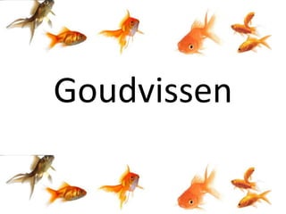 Goudvissen

 