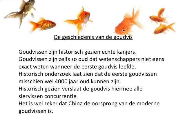 Goudvissen