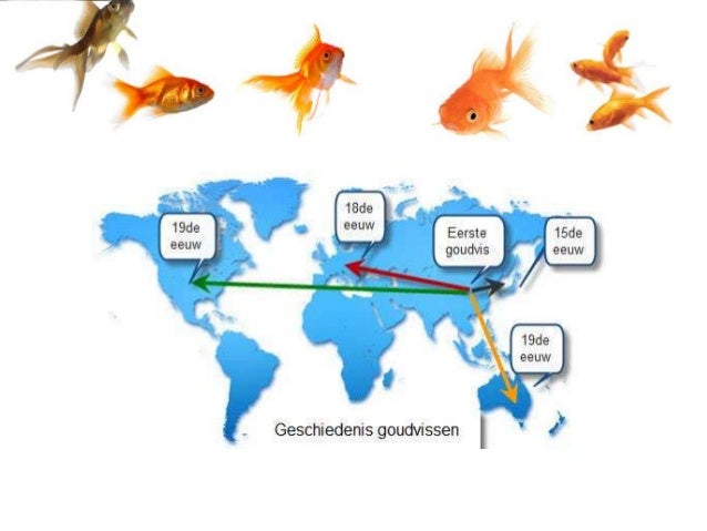 Goudvissen