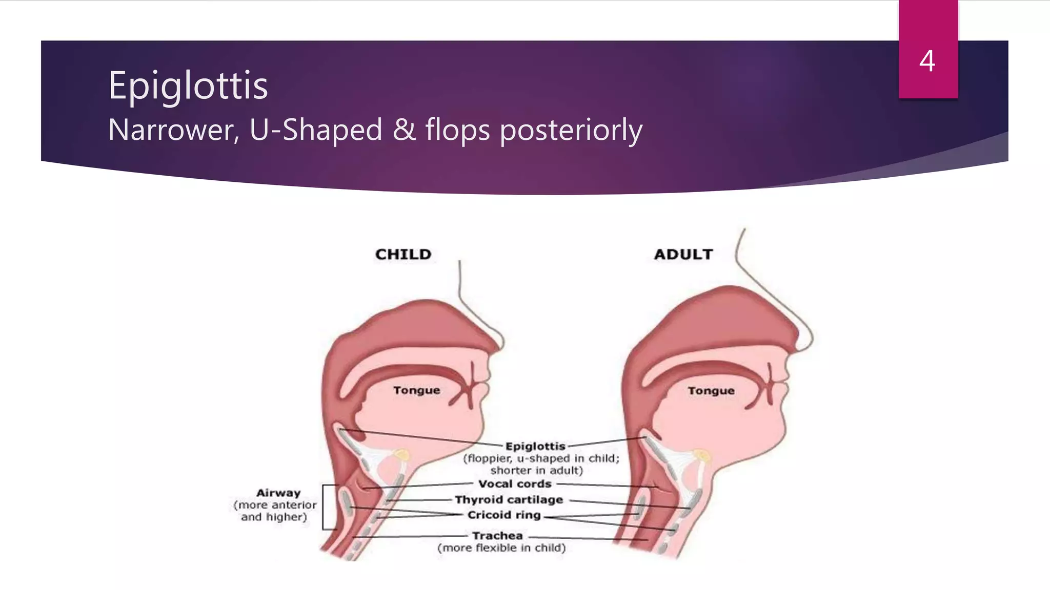 Epiglottis
Narrower, U-Shaped & flops posteriorly
4