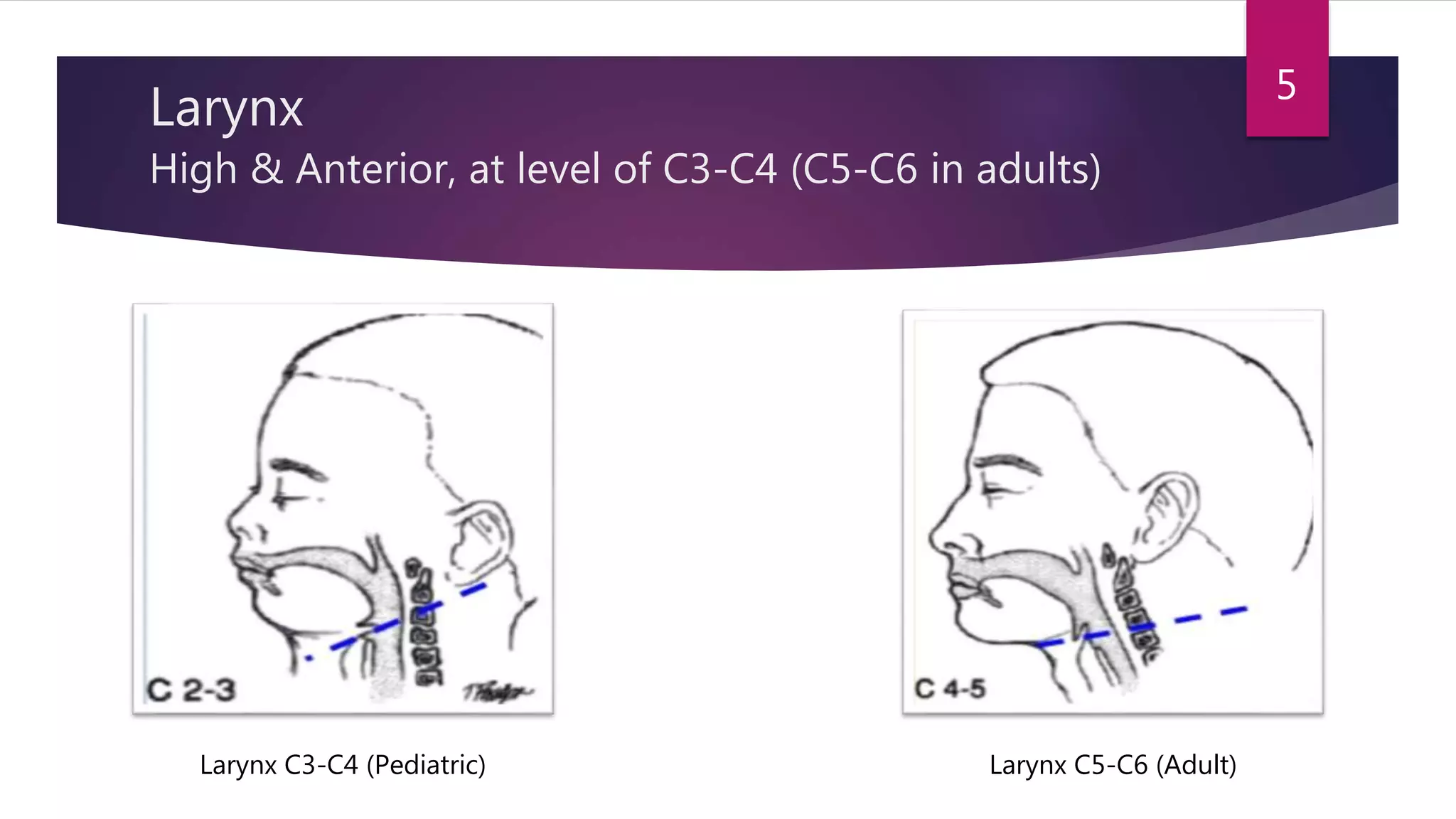 Larynx
High & Anterior, at level of C3-C4 (C5-C6 in adults)
Larynx C3-C4 (Pediatric) Larynx C5-C6 (Adult)
5