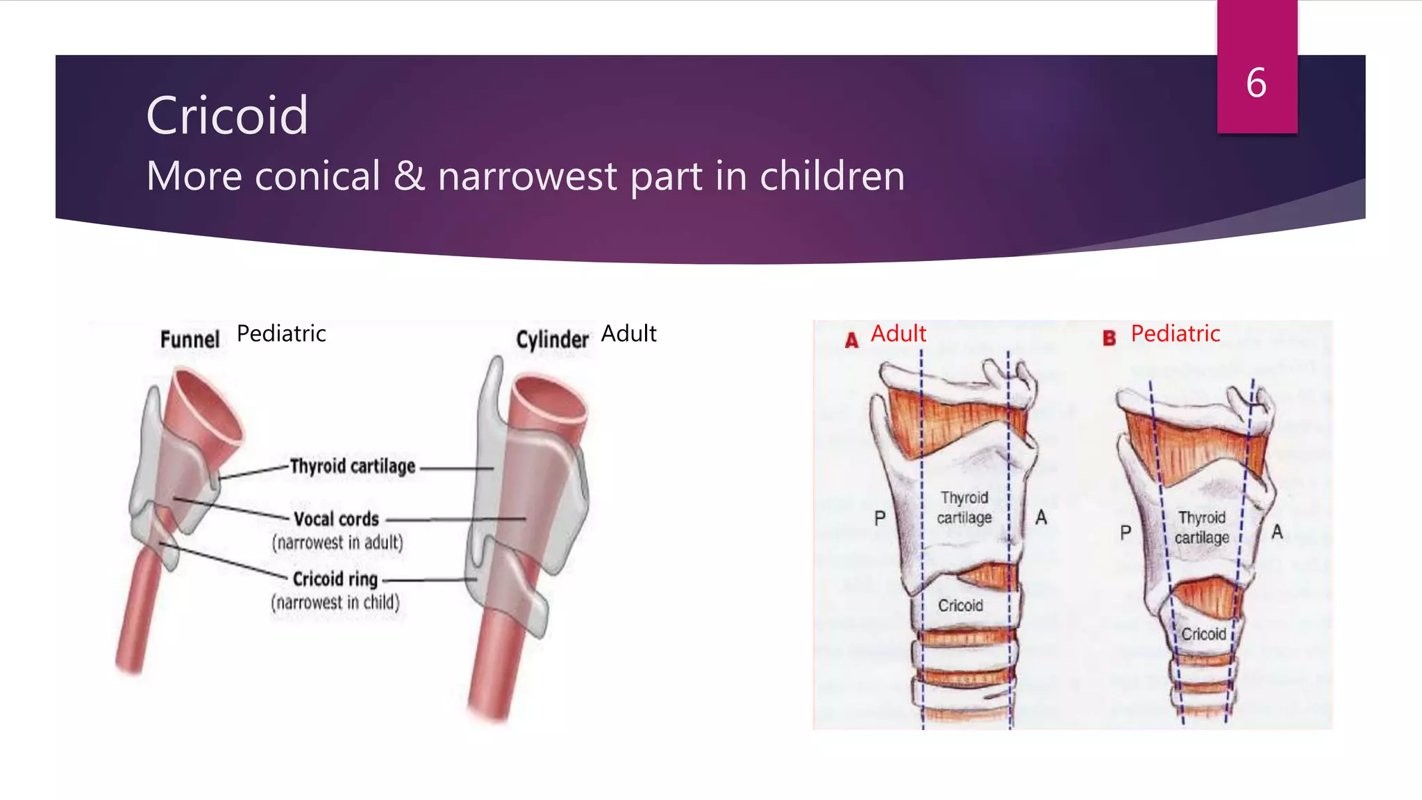 Cricoid
More conical & narrowest part in children
Adult PediatricAdultPediatric
6