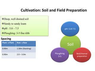 Cultivation: Soil and Field Preparation
Deep, well drained soil
Sandy to sandy loam
pH : 5.8 – 7.5
Ploughing: 3-5 fine tilth
Soil
pH- 5.8-7.5
Ploughing
3-5
Bed/channal
preparation
Plant x Plant Row x Row
0.90m 1.50m (Stacking)
0.90m 2.0 – 3.0m
Spacing
 