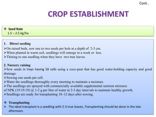 1. Direct seeding
On raised beds, sow one to two seeds per hole at a depth of 2-3 cm.
When planted in warm soil, seedlings will emerge in a week or less.
Thining to one seedling when they have two true leaves.
2. Nursery raising
Sow seeds in trays having 50 cells using a coco-peat that has good water-holding capacity and good
drainage.
Sowing one seeds per cell.
Water the seedlings thoroughly every morning to maintain a moisture.
The seedlings are sprayed with commercially available supplemental nutrient mixtures
of NPK (19:19:19) @ 1-2 g per litre of water at 2-3 day intervals to maintain healthy growth.
Seedlings are ready for transplanting 10–12 days after sowing.
 Transplanting
 The ideal transplant is a seedling with 2-3 true leaves, Transplanting should be done in the late
afternoon.
Cont..
 Seed Rate
1.5 – 2.5 kg/ha
CROP ESTABLISHMENT
 