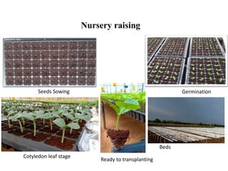 Nursery raising
Seeds Sowing
Cotyledon leaf stage
Germination
Ready to transplanting
Beds
 