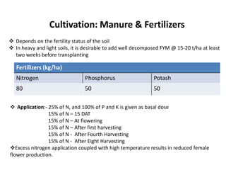 Cultivation: Manure & Fertilizers
Fertilizers (kg/ha)
Nitrogen Phosphorus Potash
80 50 50
 Application:- 25% of N, and 100% of P and K is given as basal dose
15% of N – 15 DAT
15% of N – At flowering
15% of N – After first harvesting
15% of N - After Fourth Harvesting
15% of N - After Eight Harvesting
Excess nitrogen application coupled with high temperature results in reduced female
flower production.
 Depends on the fertility status of the soil
 In heavy and light soils, it is desirable to add well decomposed FYM @ 15-20 t/ha at least
two weeks before transplanting
 
