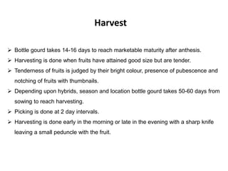 Harvest
 Bottle gourd takes 14-16 days to reach marketable maturity after anthesis.
 Harvesting is done when fruits have attained good size but are tender.
 Tenderness of fruits is judged by their bright colour, presence of pubescence and
notching of fruits with thumbnails.
 Depending upon hybrids, season and location bottle gourd takes 50-60 days from
sowing to reach harvesting.
 Picking is done at 2 day intervals.
 Harvesting is done early in the morning or late in the evening with a sharp knife
leaving a small peduncle with the fruit.
 
