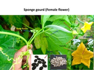 Corolla
Ovary
Male flower
Tendril
Calyx
3 carpels
Sponge gourd (Female flower)
Seeds
 