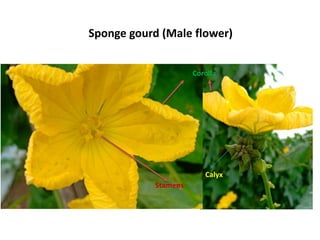 Sponge gourd (Male flower)
Corolla
Calyx
Stamens
 