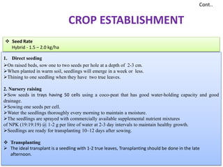 1. Direct seeding
On raised beds, sow one to two seeds per hole at a depth of 2-3 cm.
When planted in warm soil, seedlings will emerge in a week or less.
Thining to one seedling when they have two true leaves.
2. Nursery raising
Sow seeds in trays having 50 cells using a coco-peat that has good water-holding capacity and good
drainage.
Sowing one seeds per cell.
Water the seedlings thoroughly every morning to maintain a moisture.
The seedlings are sprayed with commercially available supplemental nutrient mixtures
of NPK (19:19:19) @ 1-2 g per litre of water at 2-3 day intervals to maintain healthy growth.
Seedlings are ready for transplanting 10–12 days after sowing.
 Transplanting
 The ideal transplant is a seedling with 1-2 true leaves, Transplanting should be done in the late
afternoon.
Cont..
 Seed Rate
Hybrid - 1.5 – 2.0 kg/ha
CROP ESTABLISHMENT
 