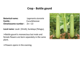 Crop - Bottle gourd
Botanical name: Lagenaria siceraria
Family : Cucurbitaceae
Chromosome number : 2n = 22
Local name: Lauki (Hindi), Surakaya (Telugu),
Bottle gourd is monoecious but male and
female flowers are born separately in the same
plant.
Flowers opens in the evening.
 