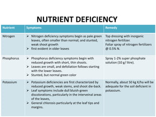 30
NUTRIENT DEFICIENCY
Nutrient Symptoms Remedy
Nitrogen  Nitrogen deficiency symptoms begin as pale green
leaves, often smaller than normal; and stunted,
weak shoot growth
 first evident in older leaves
Top dressing with inorganic
nitrogen fertilizer.
Foliar spray of nitrogen fertilizers
@ 0.5% N.
Phosphorus  Phosphorus deficiency symptoms begin with
reduced growth with short, thin shoots.
 Leaves are small, and defoliation follows starting
with the lower leaves.
 Stunted, but normal green color
Spray 1-2% super phosphate
solution (10 g/ litre).
Potassium  Potassium deficiencies are first characterized by
reduced growth, weak stems, and shoot die-back.
 Leaf symptoms include dull bluish-green
discolorations, particularly in the interveinal areas
of the leaves,
 General chlorosis particularly at the leaf tips and
margins.
Normally, about 50 kg K/ha will be
adequate for the soil deficient in
potassium.
 